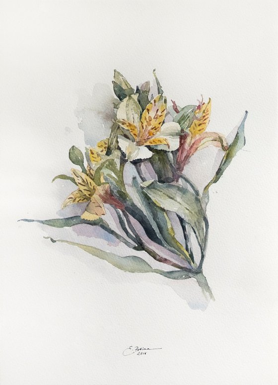 Alstroemeria