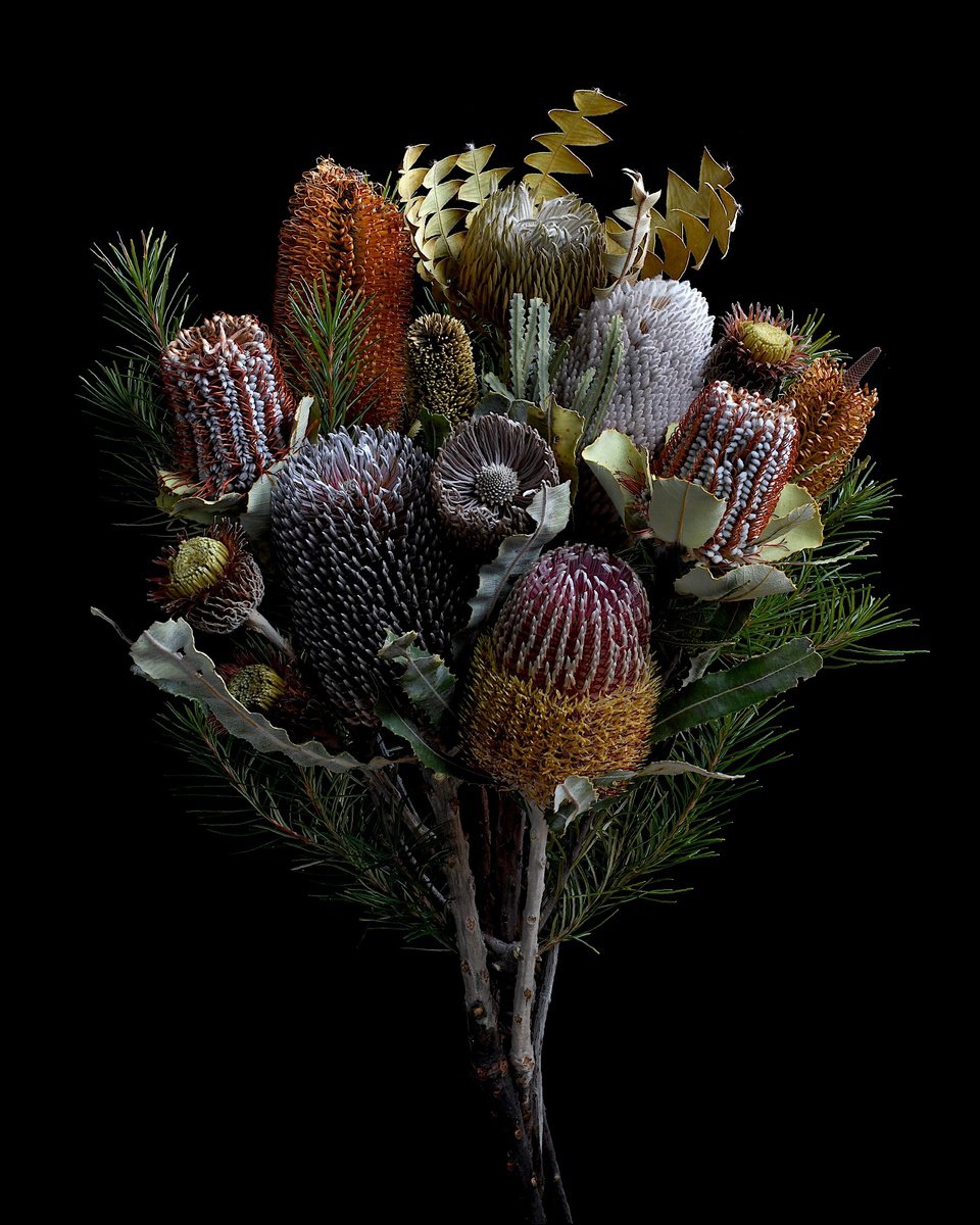 Photorealistic Botanical Photograph By Nadia Culph, 24 X 30", Banksia Bouquet, Original Artwork