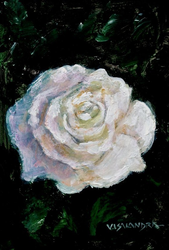 white rose