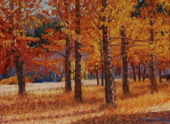 A Symphony of Autumn Aspens