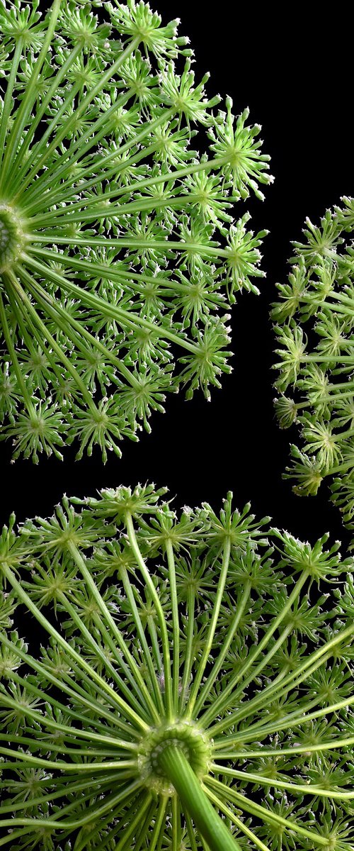 Queen Anne's Lace by Nadia Culph