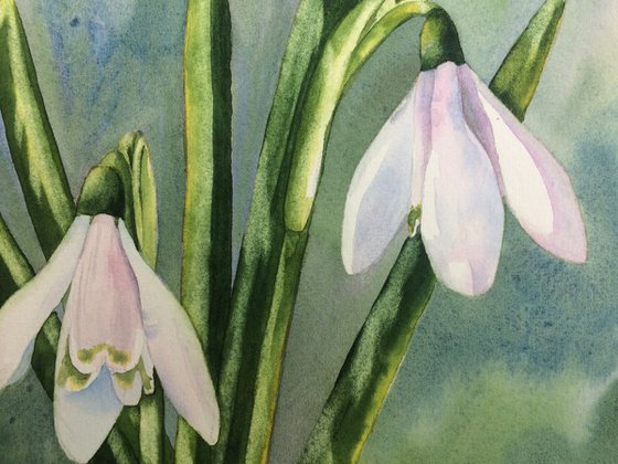 Snowdrops