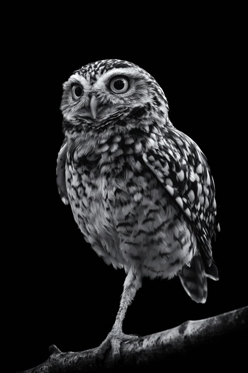 Burrowing Owl on a branch by Paul Nash