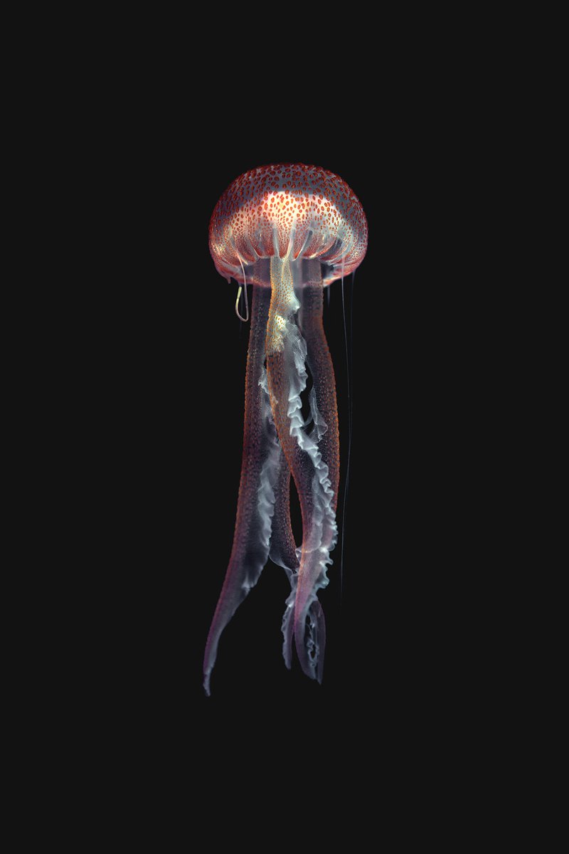 Jellyfish by 27MM