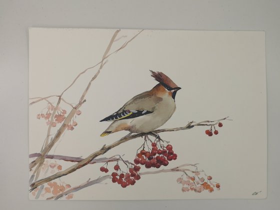 Waxwing