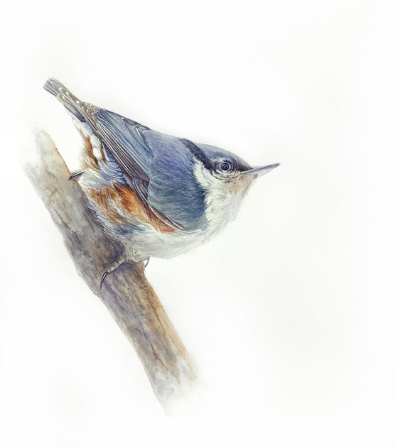 Nuthatch & sparrow chick (Set of 2)