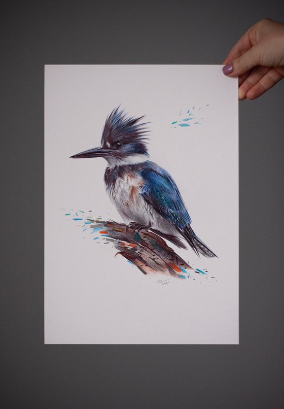 Belted Kingfisher