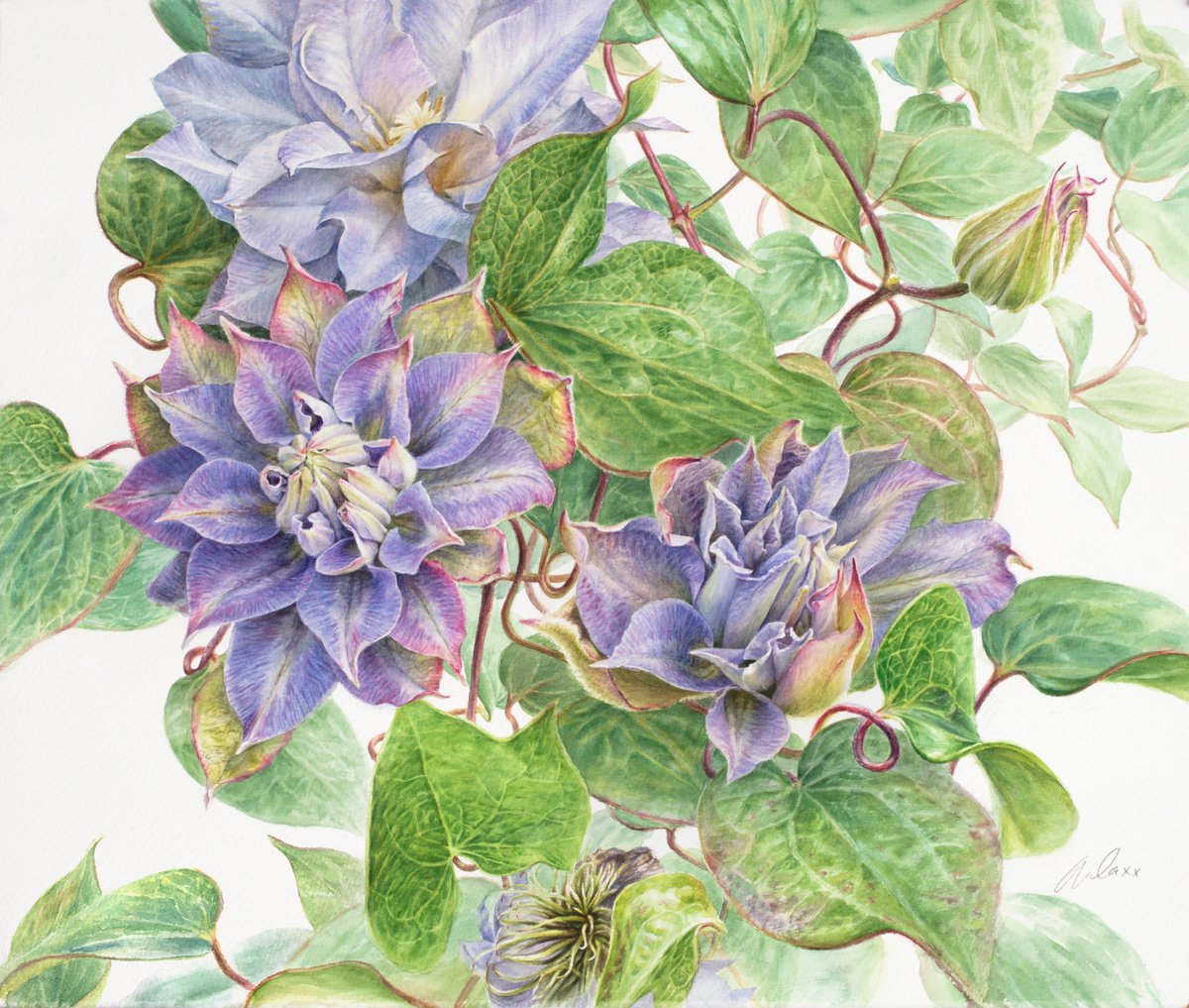 Clematis by Lida Duchnewitsch