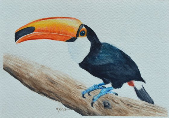 Toco Toucan