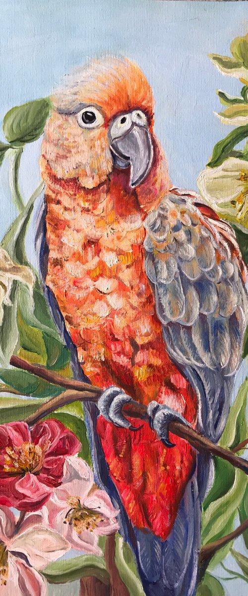 Orange parrot by Olga Volna