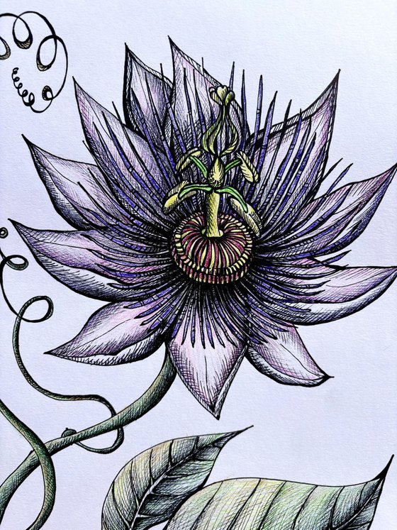 PASSION FRUIT FLOWER
