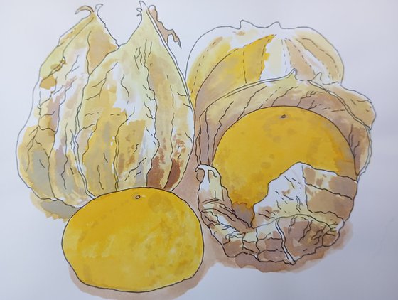 Physalis