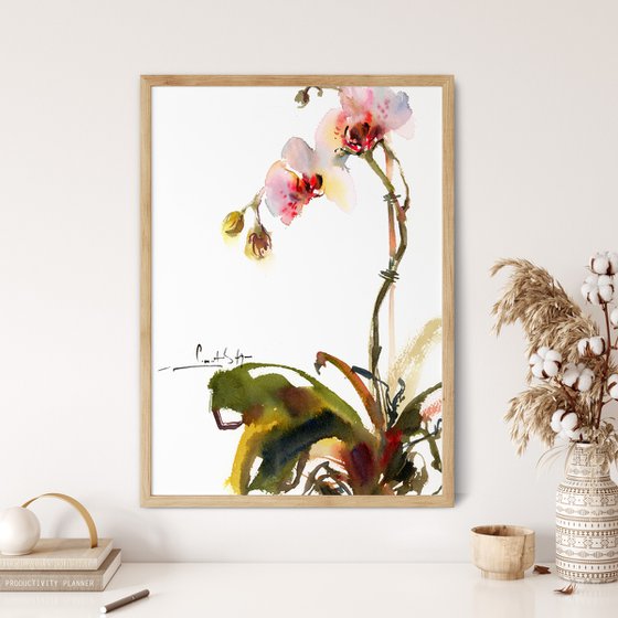 Orchids