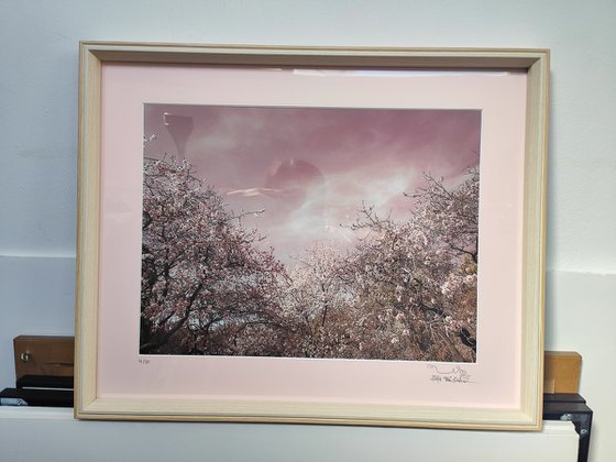 (FRAMED) Spring is in the air III