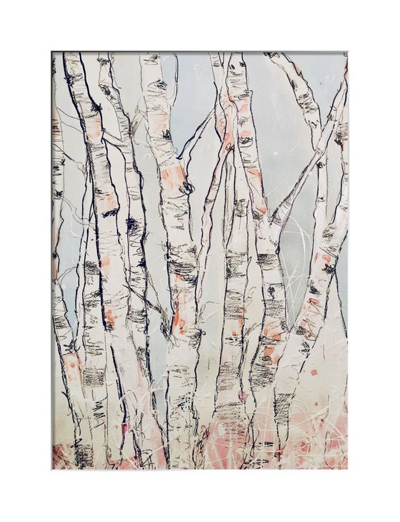 Birches  in spring