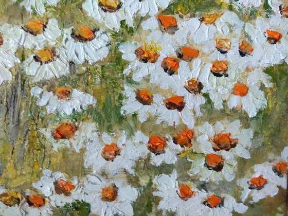 Field with daisies