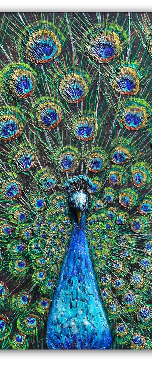 Peacock by Amanda Dagg