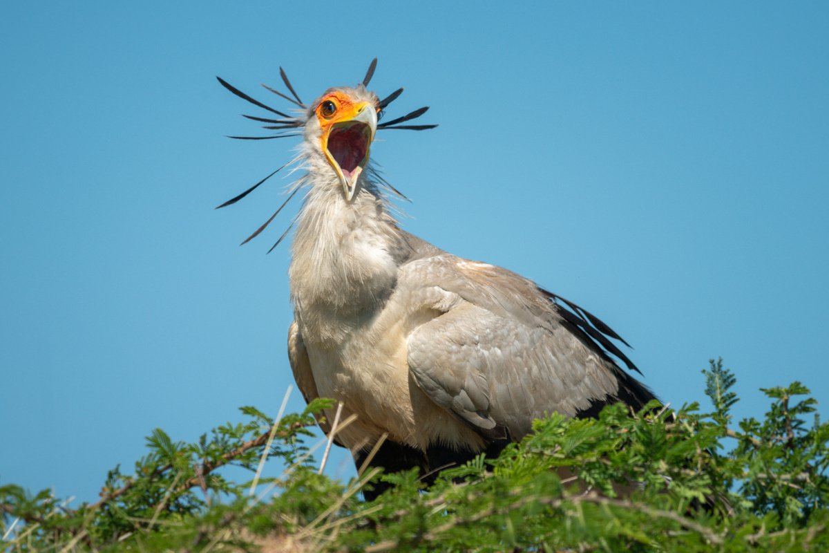 Photorealistic Animal Photograph By Nick Dale, 33 X 26", "He Said Whaaat...?!", Original Artwork