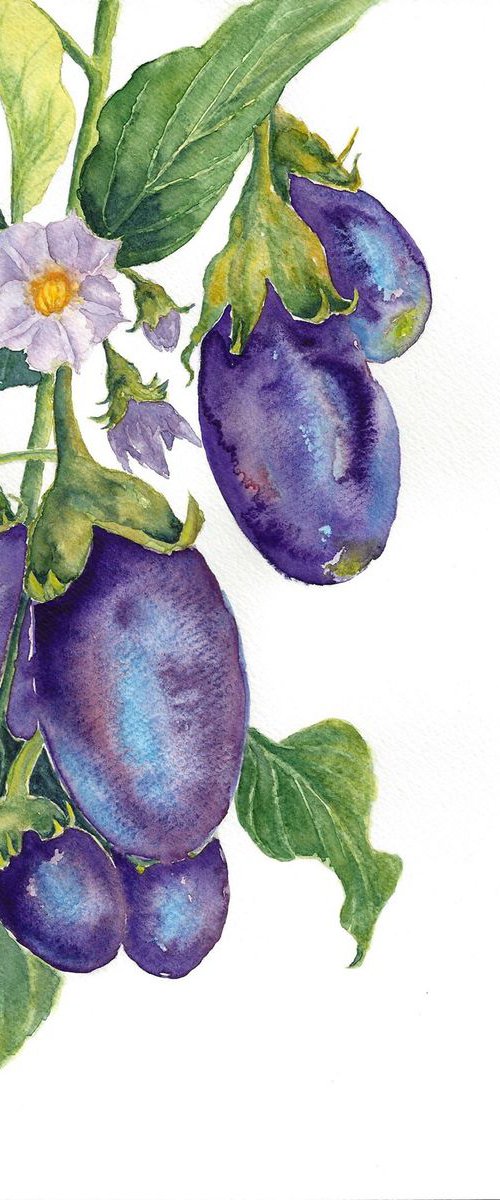 Eggplant harvest by Jing Tian