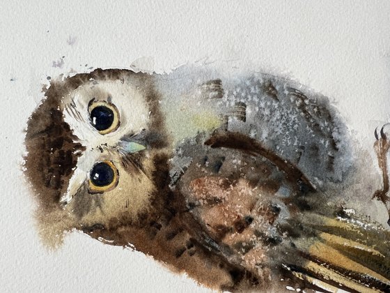 Little owl