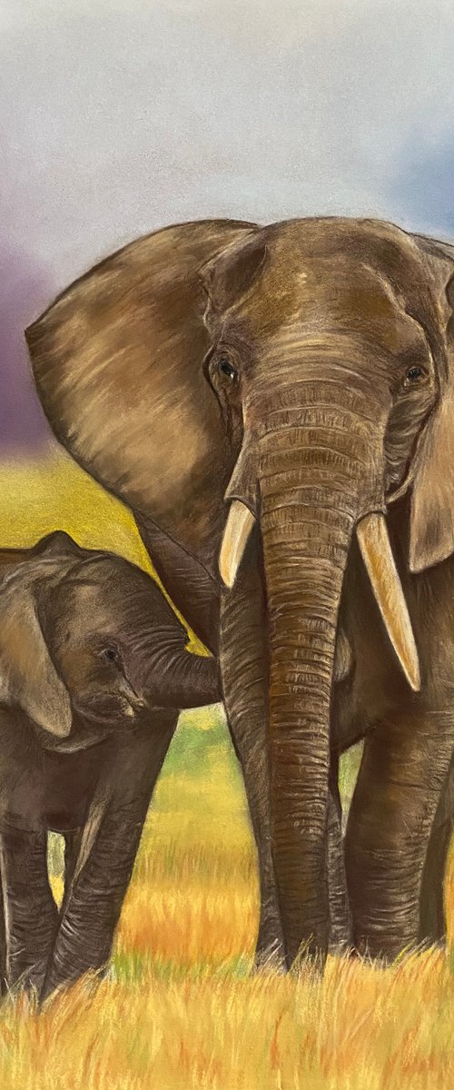 African elephants by Maxine Taylor