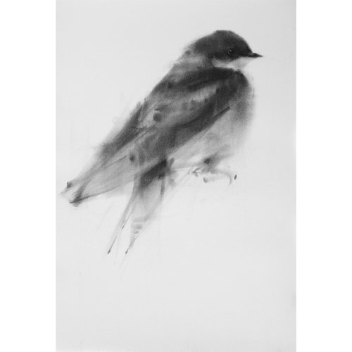 tree swallow II by Tianyin Wang