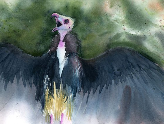 Vulture Bird of prey