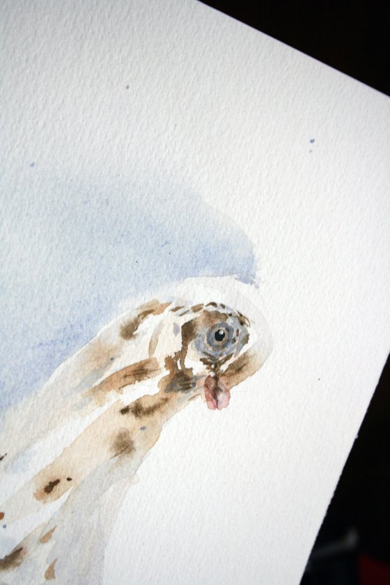 Dove I - Animal portrait /  ORIGINAL PAINTING