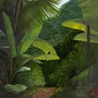 Rainforest