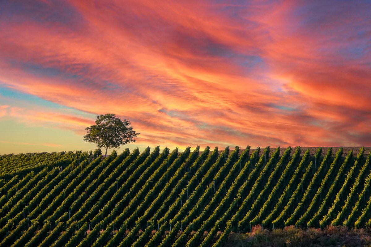 Photorealistic Landscape Photograph By Martin Fry, 21 X 15", Vinyard Sunset, Original Artwork
