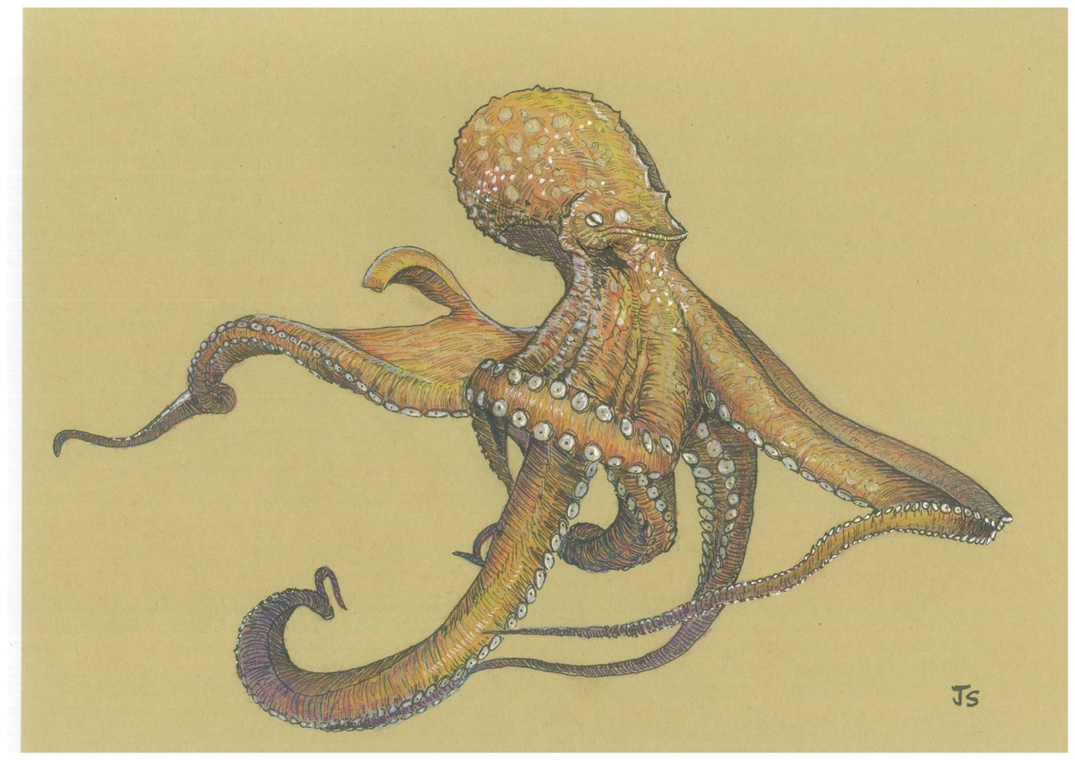 Octopus by Jenny Sze