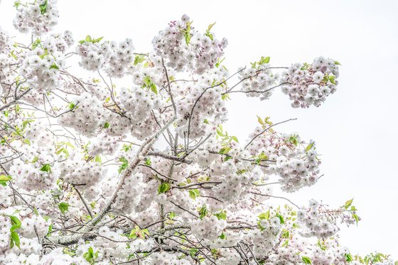 Blossom II
