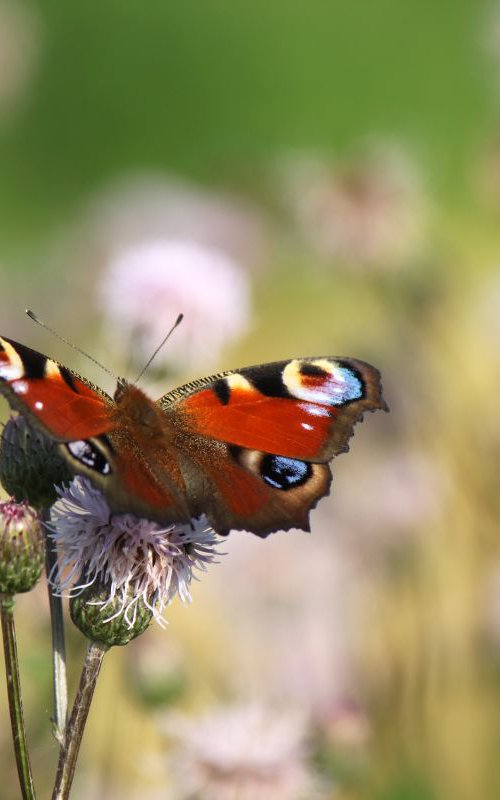 Butterfly in a field by Sonja  Čvorović