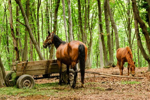 Transylvanian Horses by Tom Hanslien