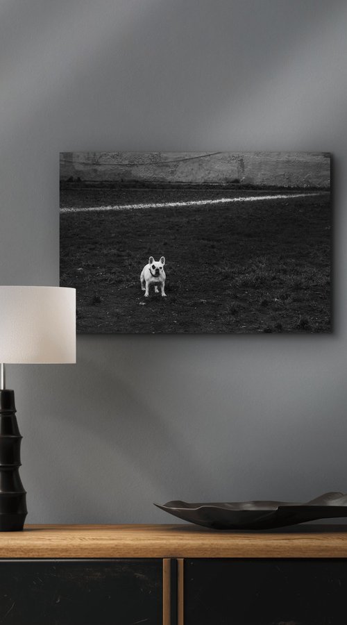 Dog and line by Dimitri Bakhtadze