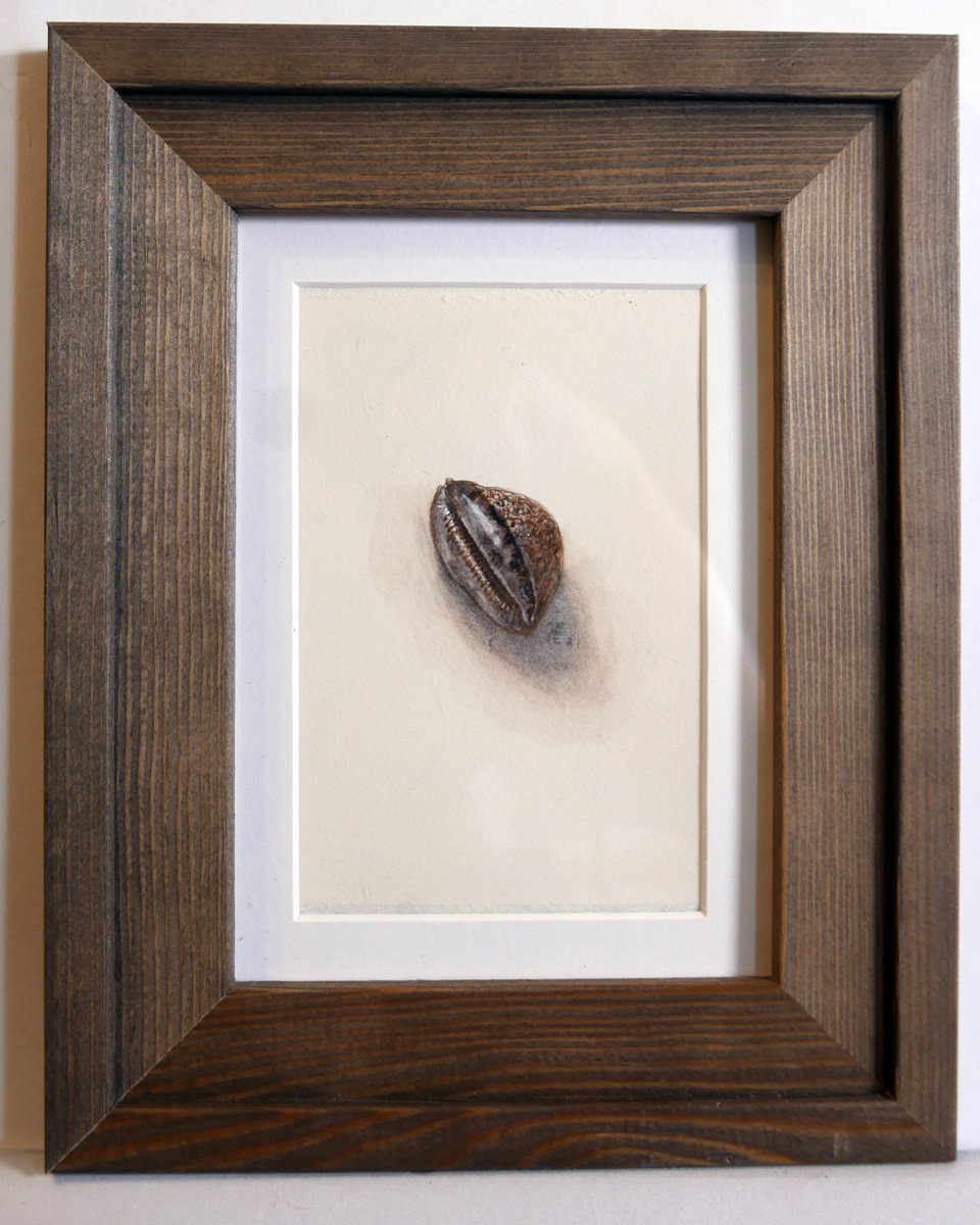 The seashell #3 by Kate Koss