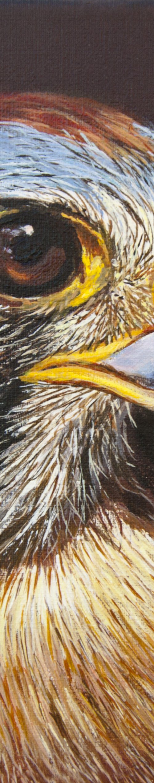 Falcon by Norma Beatriz Zaro