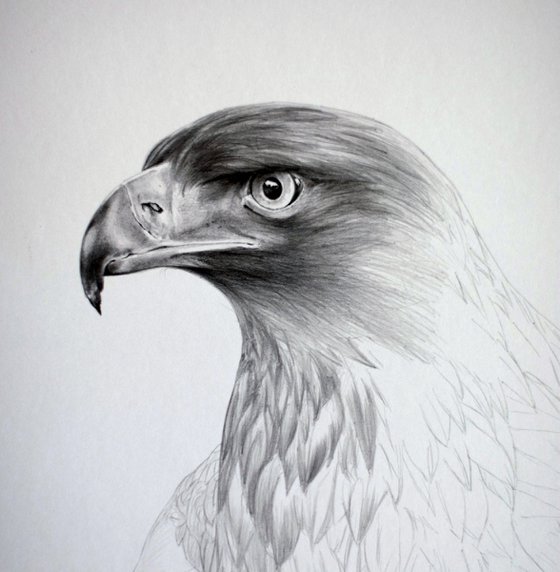 Golden Eagle drawing
