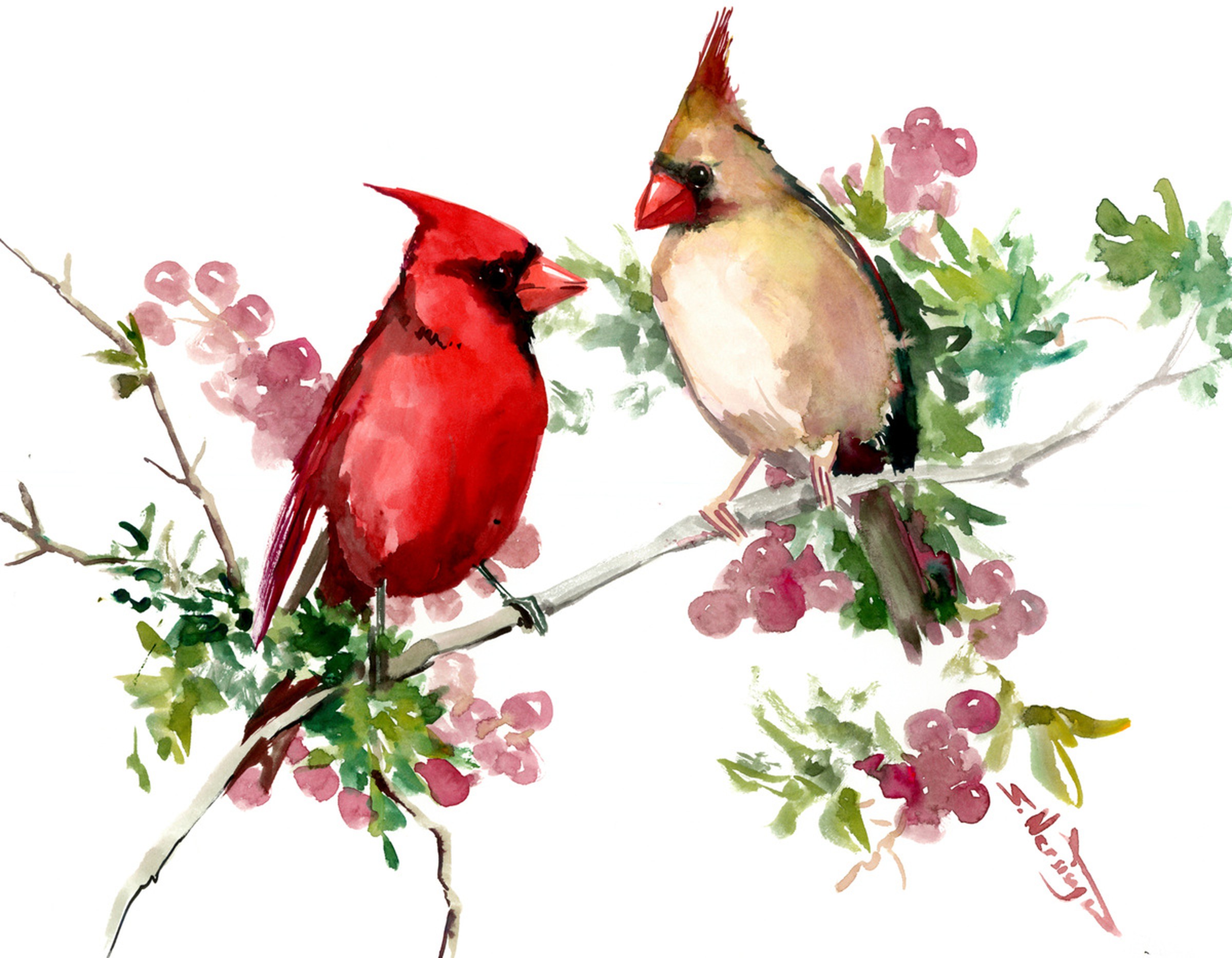 Male And Female Cardinal Birds Artfinder Northern cardinals (cardinalis cardinalis) male and female. male and female cardinal birds