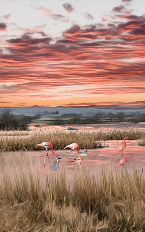 Flamingos by Dr Martín Raskovsky