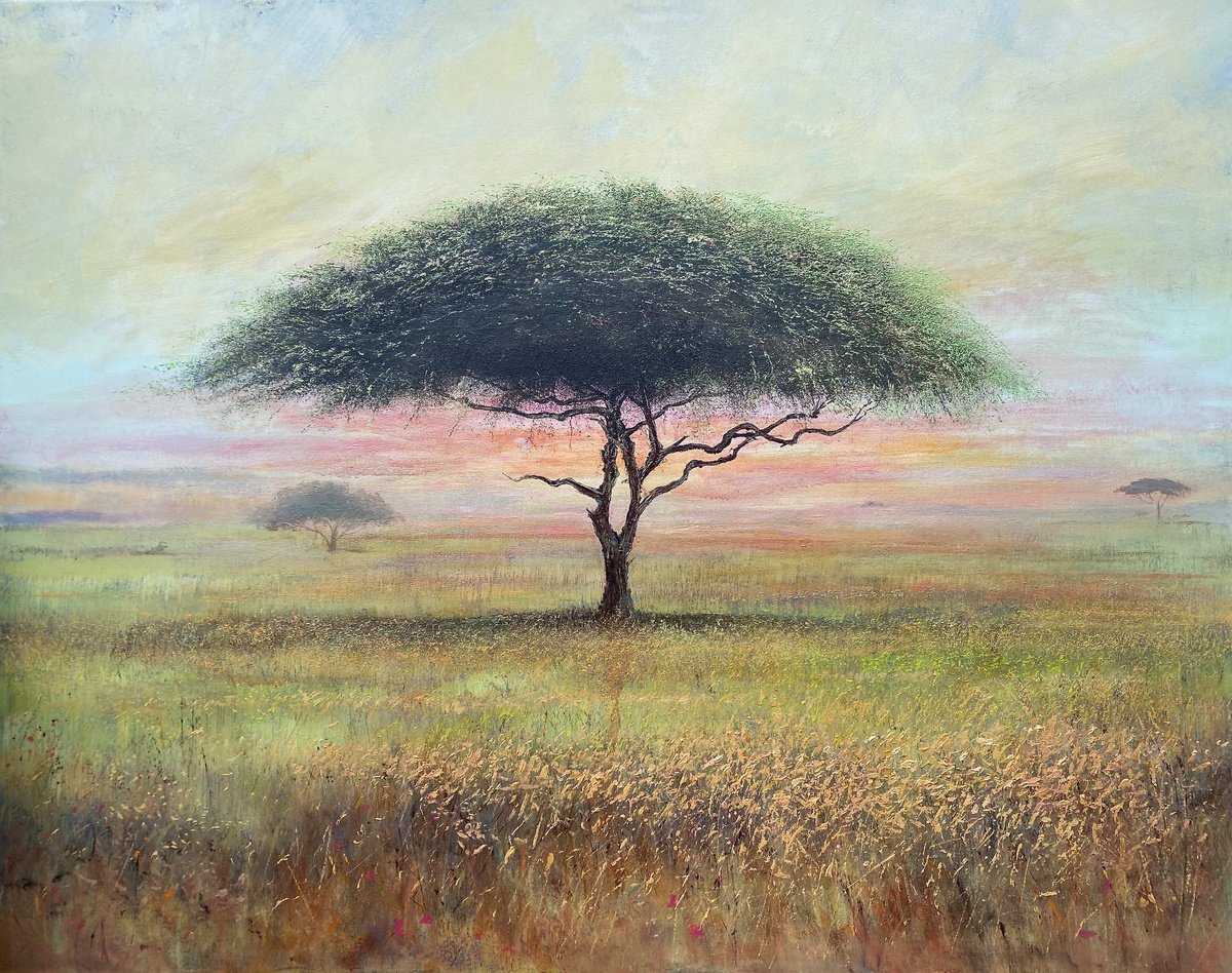 Acacia Dawn by Simon Jones