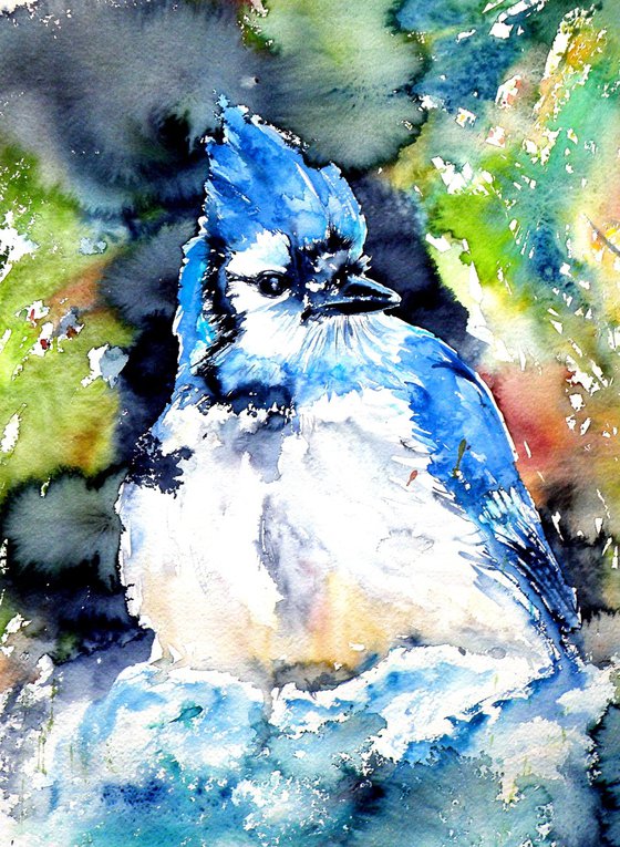 Blue jay