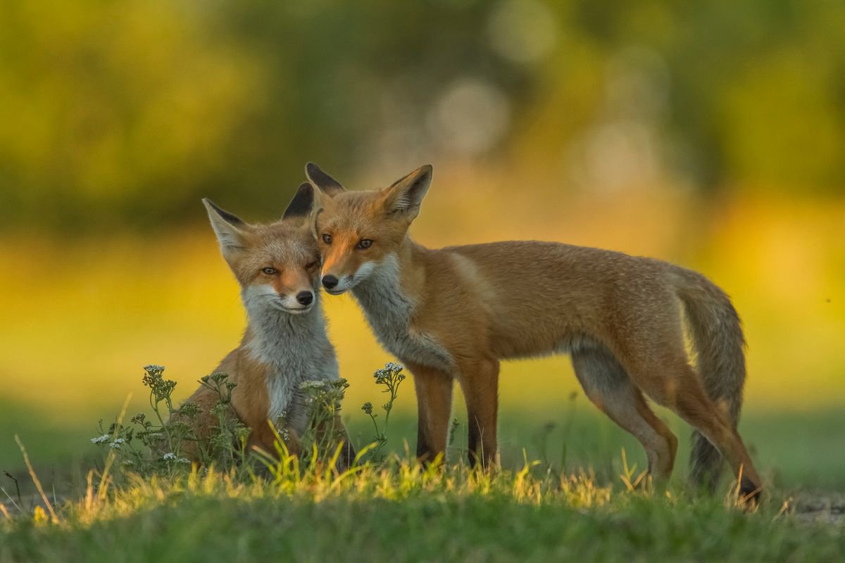 Animal | Vulpes vulpes by Boris Belchev