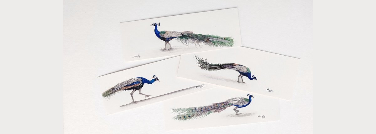 Peacock Miniature Art II by Shweta Mahajan