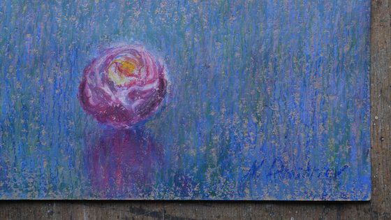 Pink Water Lilies