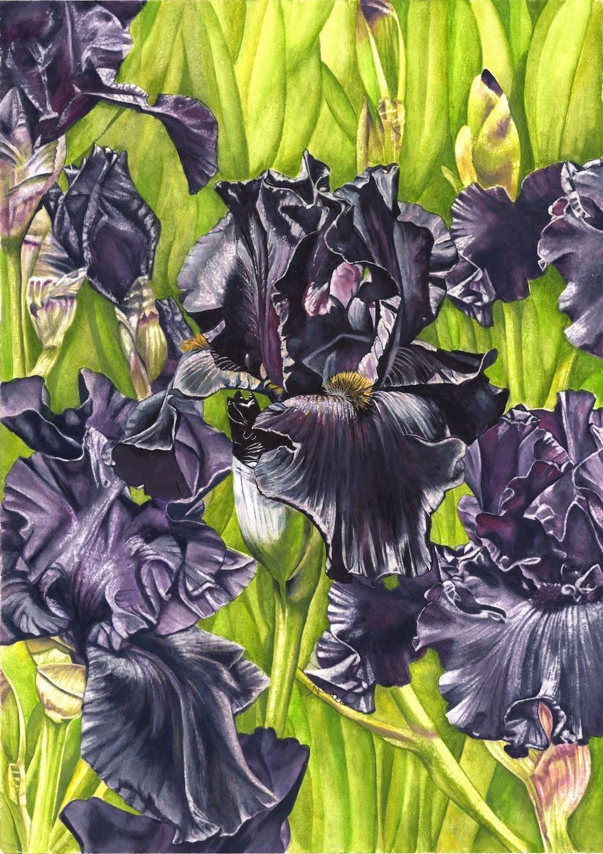 Black Irises by Nicola Mountney