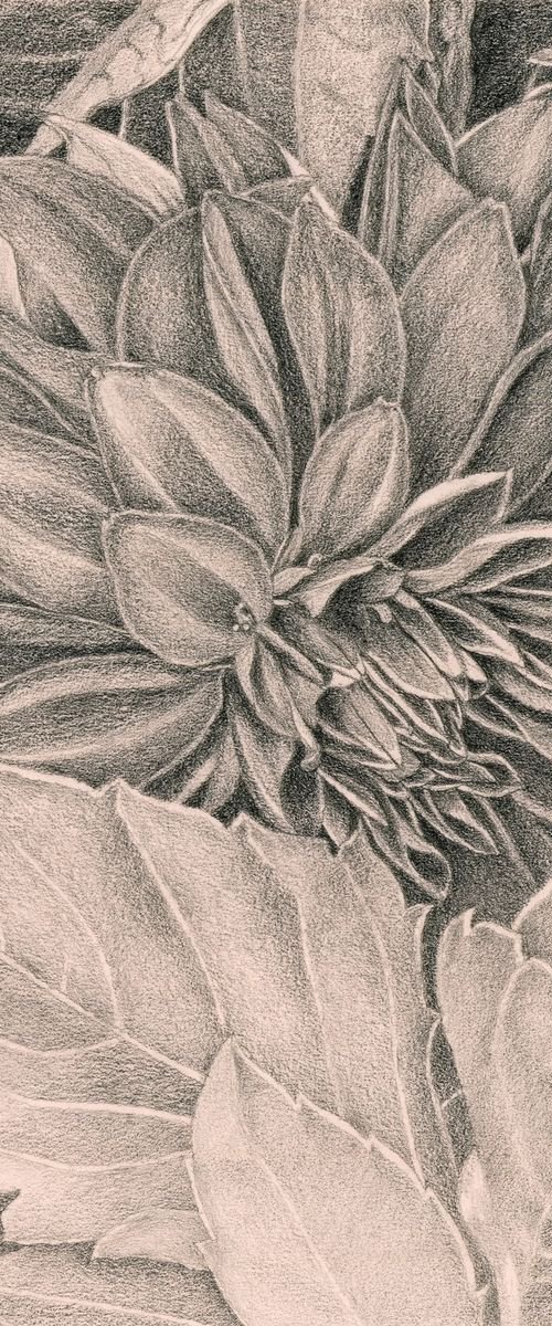 Shy Dahlia by Nives Palmić