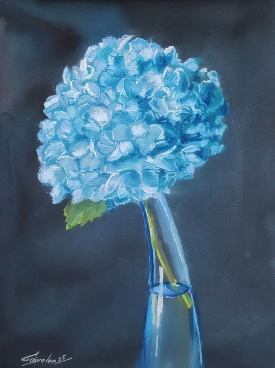 Blue hydrangea