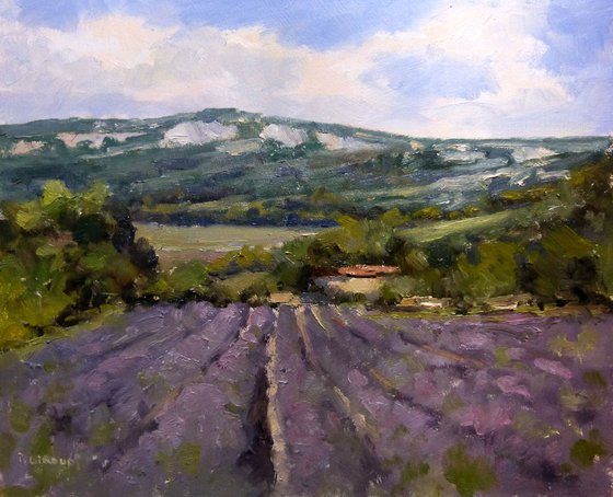Lavender Field near Valensol