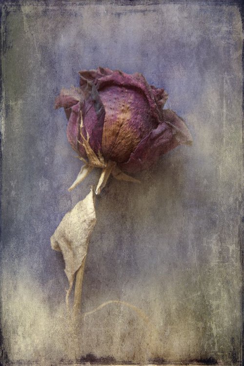 Rose by Chiara Vignudelli